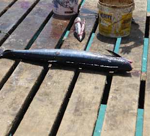 Gefangener Fisch im Fischereihafen von Santa Maria