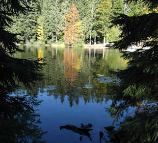 Der große Arbersee im Herbst