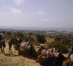 Balade en dromadaire