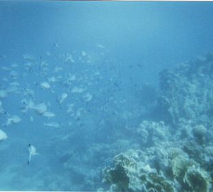 Riff bei Paradise Island