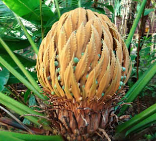 Spaziergang durch den Botanischen Garten Mascarin