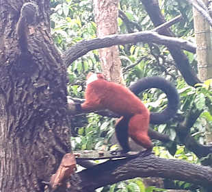 Singapur Zoo