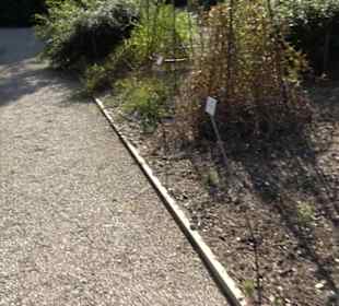 Botanischer Garten München