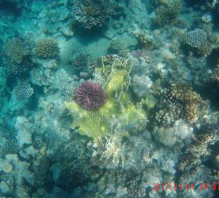 Schnorcheln Sahl Hasheesh