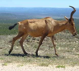 Antilope
