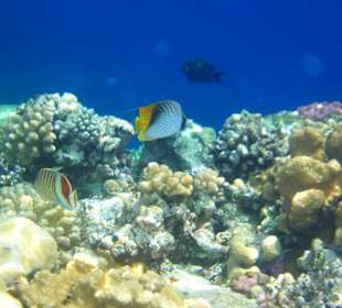 Beim Schnorcheln am Korallenriff