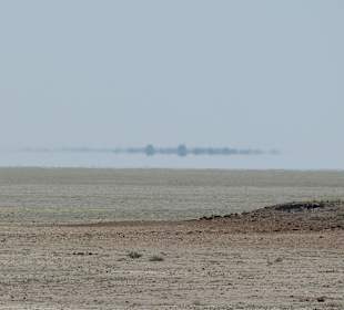 Etosha Log-Out