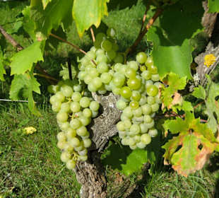 Reben begleiten uns