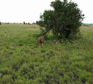Sarova Salt Lick Game Lodge