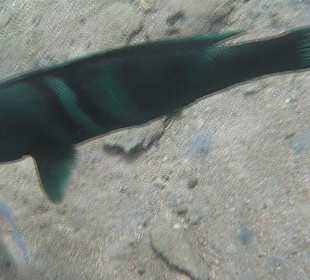 Herrliche Unterwasserwelt