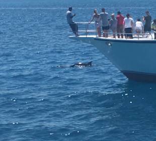 Delfin Tour Hurghada