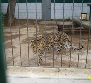 Gepard