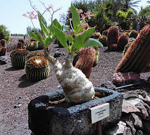 Oasispark - Kakteengarten - Juli 2015