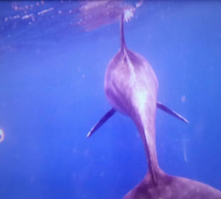 Delfinausflug mit Mo 