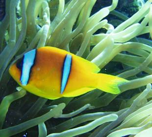 Nemo in Nemo Village, Panorama Riff