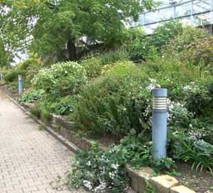 Fuchsien