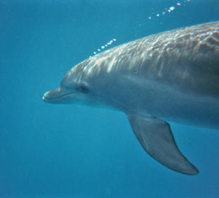 Delfin