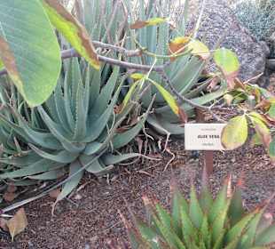 Jardin Botanico de Cactus im Oasispark