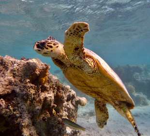 Schnorcheln Marsa Alam