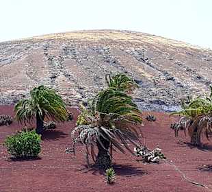 Inselrundfahrt AIDA Tagestour