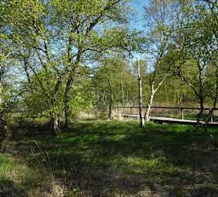 Impressionen vom Schwimmenden Moor