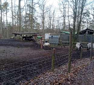 Wildpark Betzenberg in Kaiserslautern