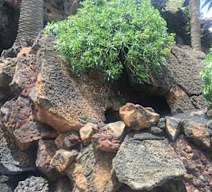 Die Natur sucht sich Raum