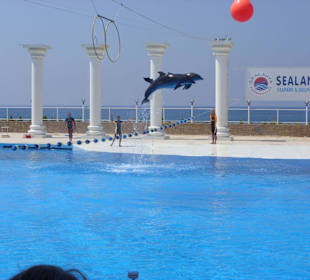 Delfiny