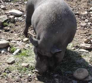 Alpenwildpark 