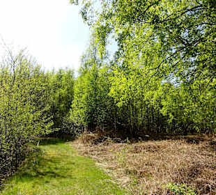 Rundgang durch das Hochmoor des Museums