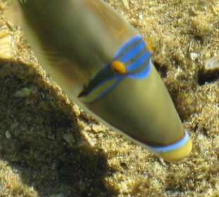 Fische am Strand