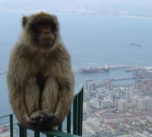 Berber Affe auf dem Fels von Gibraltar