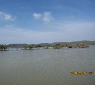 Salzsee mit Flamingos