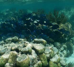 Blauer Fischschwarm