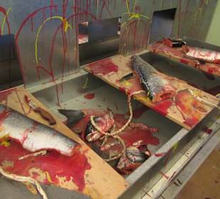 So wurde früher Fisch verarbeitet