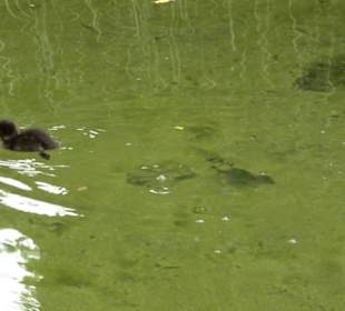 Tierpark Hellabrunn - Reich der Elefanten