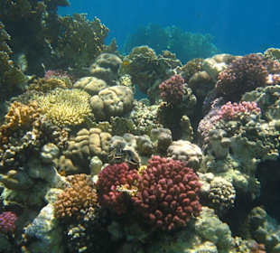 Korallengarten
