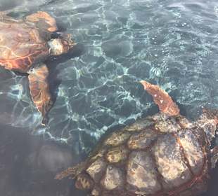 Schildkröten-Aufzuchtstation