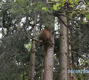 Affe