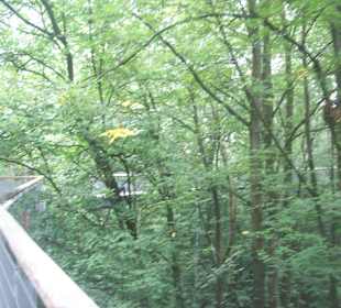Baumkronenpfad 