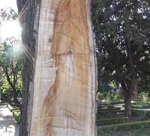 Real Jardín Botánico de Madrid