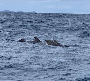 Whale Watching Funchal