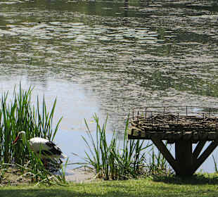 Der Storch baut sein Nest