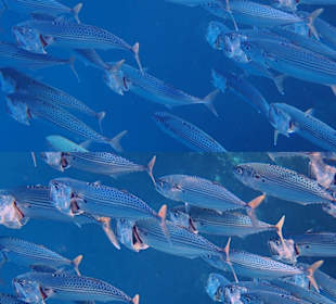Schnorcheln Marsa Alam