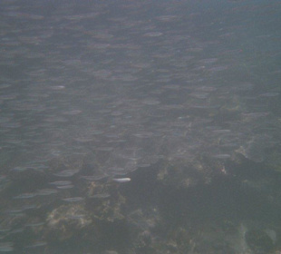 Unterwasserwelt Phi Phi Leh