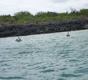 Schnorcheln vor Isla Lobos