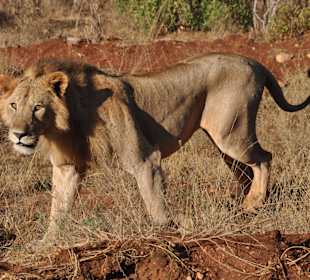 Löwe im Tsavo Ost