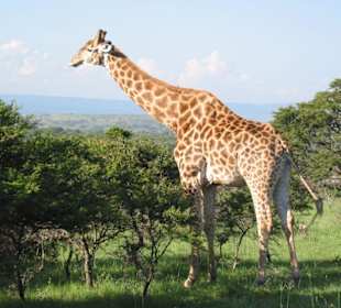 Giraffe im Amakhala Resort