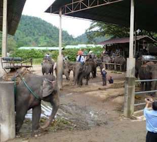 Maetang Elephant Camp