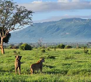 Tsavo 